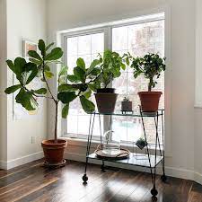 Unique Plant Stands Ideas For Your Home My Tasteful Space Plant Stand Plant Stand Indoor Unique Plants
