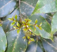 Image result for Cryptocarya woodii