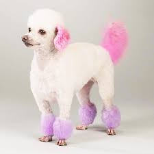 See more ideas about pink hair, hair color pink, dyed hair. Why Dying Your Dog Hair Is Unsafe