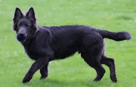 The german shepherd malamute mix, also known as the alaskan shepherd, is a powerfully built dog whose genetic lines go back thousands of years. Blue German Shepherd All About The Deutshe Schaferhund