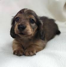 Choose from contactless same day delivery, drive up and more. Akc Miniature Dachshund Puppies For Sale In Dayton Texas Classified Americanlisted Com