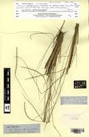 Image result for Elionurus muticus