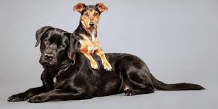 Ma ultimamente più noto di tutti è. I Cani Piu Intelligenti 5 Razze A Confronto Best5 It