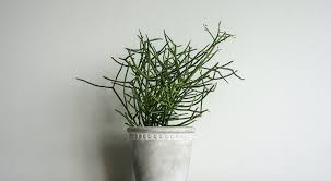 Actually pencil cactus needs very little care. Pencil Cactus Houseplant Guide How To Care For Pencil Cactus 2021 Masterclass