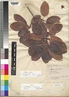 Image result for Carpodiptera africana