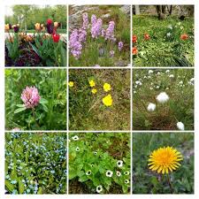 You'll find pretty flower names, traditional flower names and exotic ones too. Flower Names Nordic Names Wiki Name Origin Meaning And Statistics