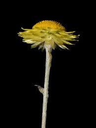 Image result for Helichrysum aureum