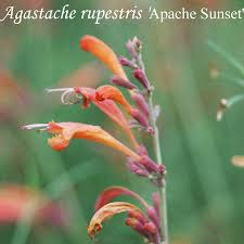 This is a relatively low maintenance plant, and is best cleaned up in early spring before it resumes active growth for the season. Late Summer Blooms