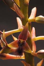 Image result for Bulbophyllum saltatorium