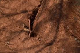 Image result for Excoecaria bussei