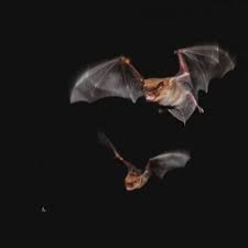 Big Brown Bat Males Call Dibs On Food Scienceblog Com Animals Big Brown Nocturnal Animals