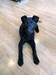 Schaumburg Il Labrador Retriever Meet Rory A Pet For Adoption Labrador Retriever Labrador Puppy Labrador Puppy Training