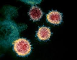 Human viruses and associated pathologies the table below displays the list of human viral pathogens, with transmission and general facts about associated pathologies. Che Faccia Abbiamo Dato Al Coronavirus Il Post