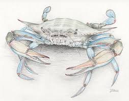 Finish the final details of the yes and body. Blue Crabs Drawings Page 2 Of 2 Fine Art America