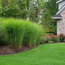 Miscanthus Gracillimus Is A Versatile Ornamental Grass Growing 4 5 Feet Tall It Does The Job A Front Yard Landscaping Privacy Landscaping Grasses Landscaping