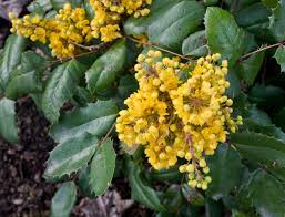 Maybe you would like to learn more about one of these? 25 Plants Guaranteed To Attract Bees To Your Garden Oregonlive Com