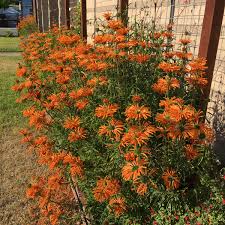 Image result for Leonotis grandis