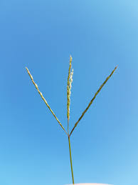 Image result for Digitaria diagonalis