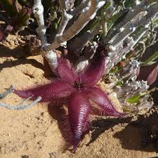 Image result for Stapelia