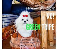 The Pet Lifestyle Guru Green Tripe Your Dog Holistic Dog