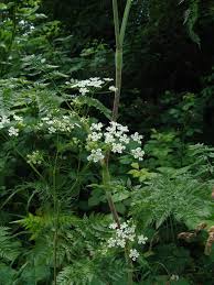 Image result for Physotrichia atropurpurea