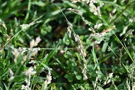 Image result for Eragrostis porosa