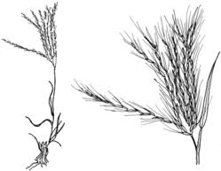 Image result for Enteropogon