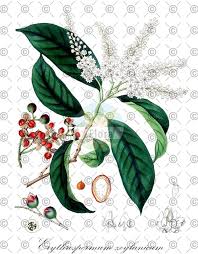 Image result for Achariaceae