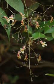 Image result for Stereospermum harmsianum