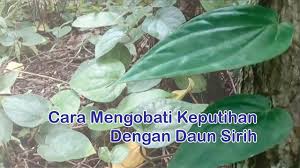 Berikut obat tradisional untuk mengatasi keputihan yang tribunjakarta rangkum dari berbagai sumber: Obat Keputihan Herbal Cara Alami Mengobati Keputihan Dengan Manfaat Daun Sirih Youtube