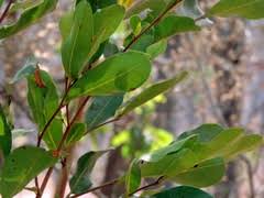 Image result for Hexalobus monopetalus