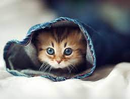 Download in under 30 seconds. The Cutest Kitten In The World Kittens Cutest Beautiful Kittens Cute Animals