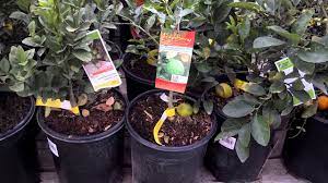 Maybe you would like to learn more about one of these? Cheap Kaffir Lime Plants At Home Depot Youtube