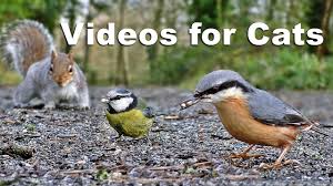 Check spelling or type a new query. Videos For Kittens And Cats To Watch Birds And Squirrels On The Ground Youtube
