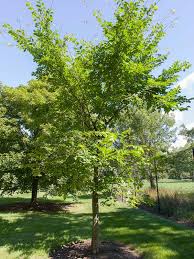 Don't miss your favorite concert again. Valley Forge American Elm Chicago Botanic Garden