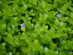 Image result for Bacopa hamiltoniana