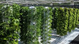 Farnek Selects Urban Ponics To Create Rooftop Vertical Garden In Dubai