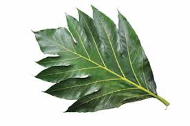 We did not find results for: Manfaat Daun Sukun Teh Daun Sukun