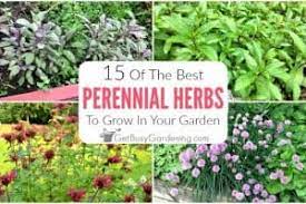 Dec 28, 2020 · in zone 4 we tend to grow other, less hardy plants, like geraniums or lantana, as annuals even though they are perennials in warmer zones. 15 Best Perennial Herbs To Grow In Your Garden