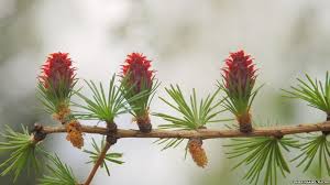 Sound absorption is the measure of the amount of energy removed from the sound wave as the wave passes through a given thickness of material. Conifer Is Top Tree In Urban Sound Absorption Test Bbc News