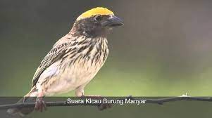 Download Suara Burung Manyar Gacor Suara Burung Burung