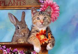 Cat 06 Rk0008 17 C Kimball Stock Calico Kitten And Gray Rabbit Sitting Together In Planter By Flowers Mottled Background Calico Kitten Cats Cats And Kittens