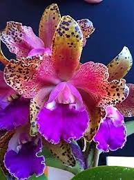 Orquidea Orchid Seeds Cattleya Orchid Unusual Flowers
