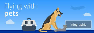 What airlines allow pets in cabin. Flying With Dogs Or Other Pets Tips Rules And Information