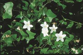 It will explain how to spot early signs of certain diseases, the symptoms that they show, and how to prevent. Ivy Gourd Declared Pest Agriculture And Food