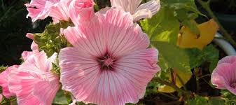 Image result for Astripomoea malvacea