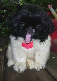Look at pictures of pekingese puppies who need a home. Pekingese Dog Breed Pictures 1