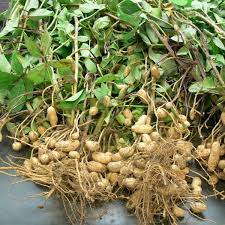 Peanut Seeds Flower Seeds In Packets Bulk Eden Brothers Tanaman Kacang Tanah Kacang