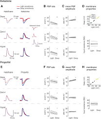 Ipsp were first investigated in motorneurons by david p. Comparison Of Spontaneous Epsp And Ipsp Parameters When Anesthesia Download Scientific Diagram