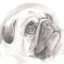 Drawing Of Pug Artist Unknown Dog Drawing Pug Art Pug Tattoo